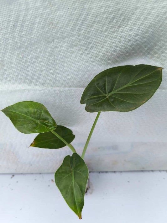 Alocasia Wentii (Tissue Culture Plant in Jiffy bag)