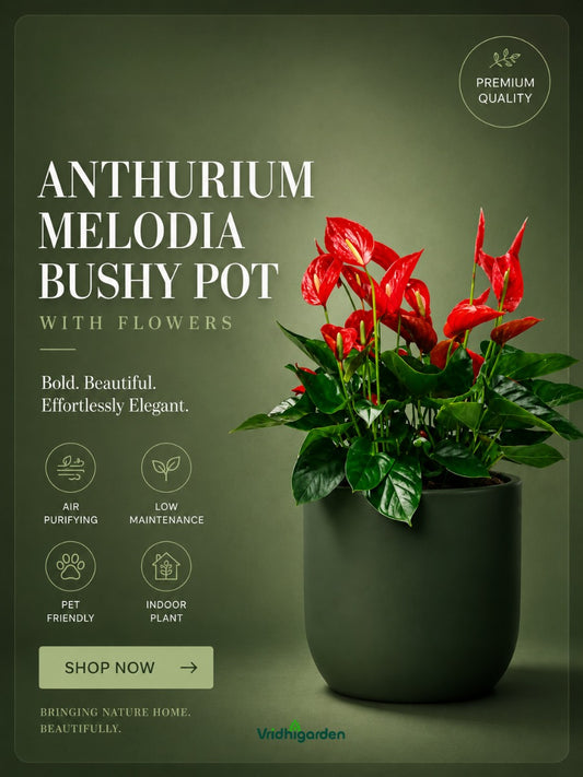 Flowering Anthurium Melodia