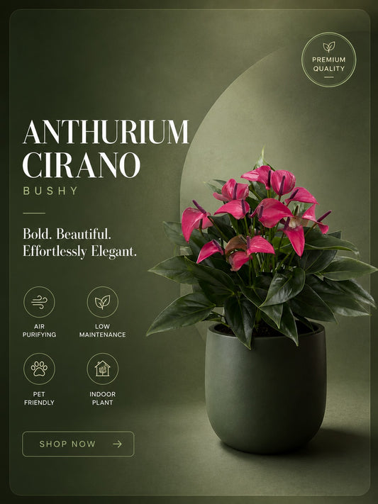Flowering Anthurium Cirano