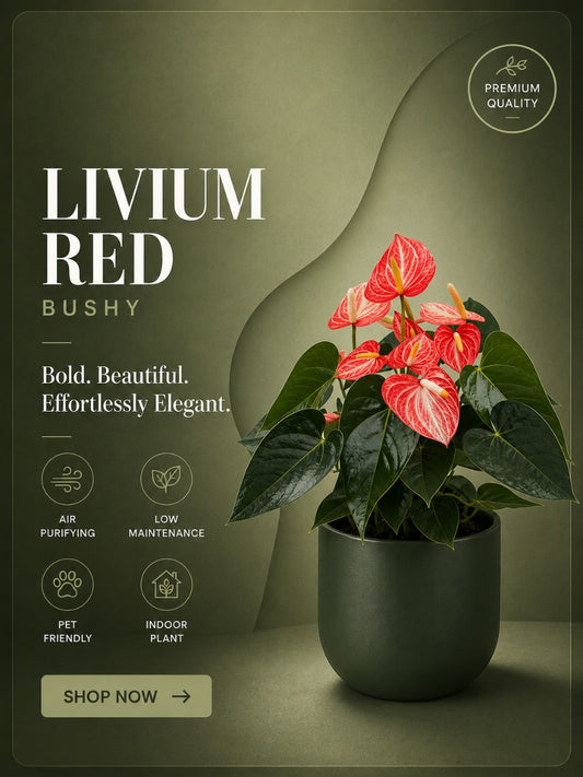 Flowering Anthurium Livium Red