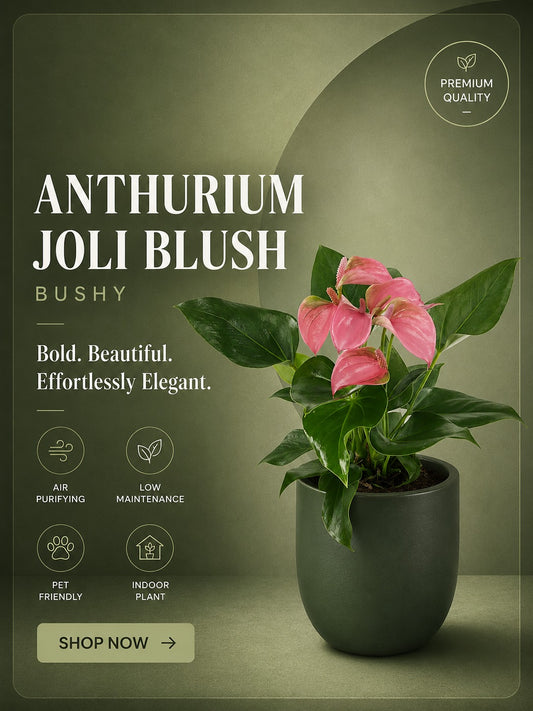 Flowering Anthurium Joli Blush