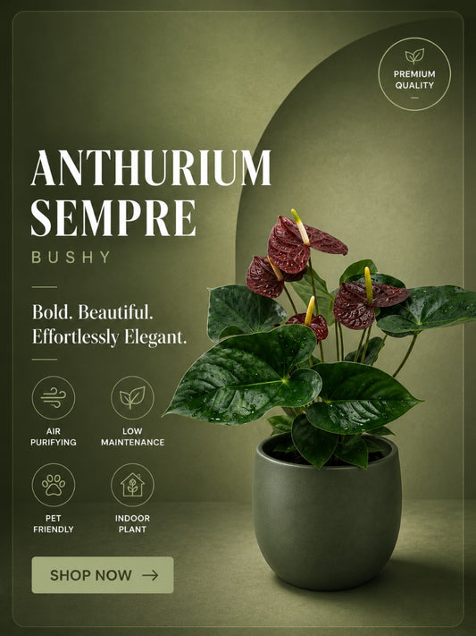 Flowering Anthurium Sempre