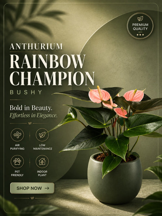 Flowering Anthurium Rainbow Champion