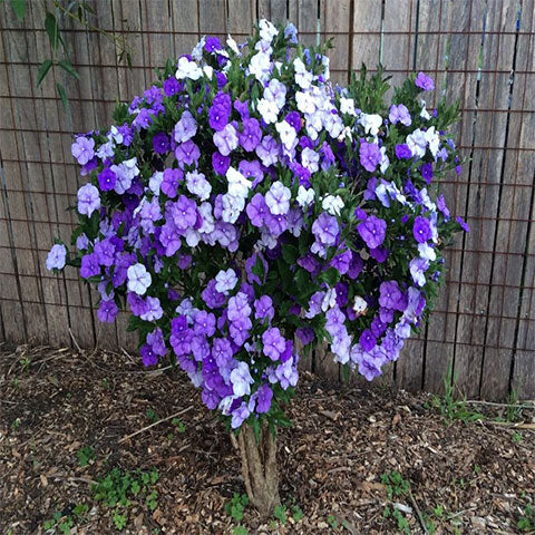 Yesterday Today Tomorrow (Brunfelsia Pauciflora) Rooted plant in poly bag