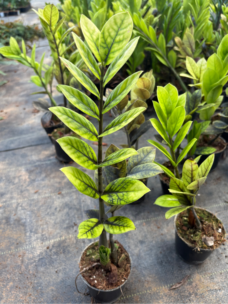 black zz plants ZZ Green to Black Mutation Multi Shooted Bushy Plant 4* potsize (Witho – vridhigarden