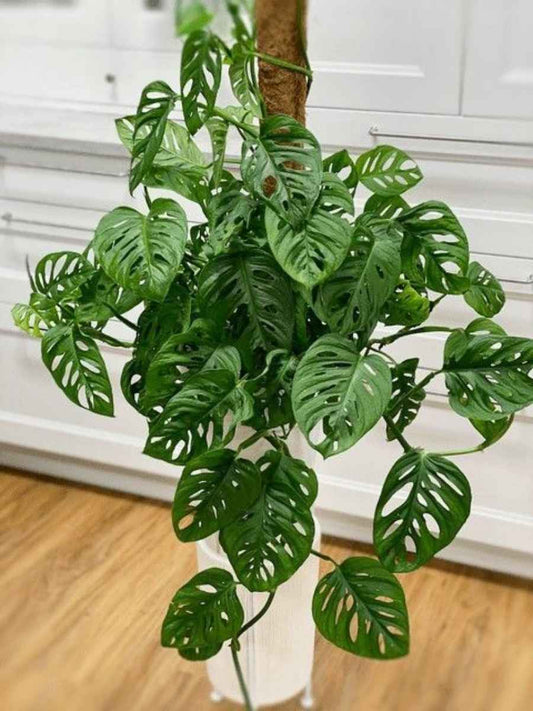 Philodendron Broken Heart (Monstera Adansonii, Tissue Culture Plant in Jiffy Bag)