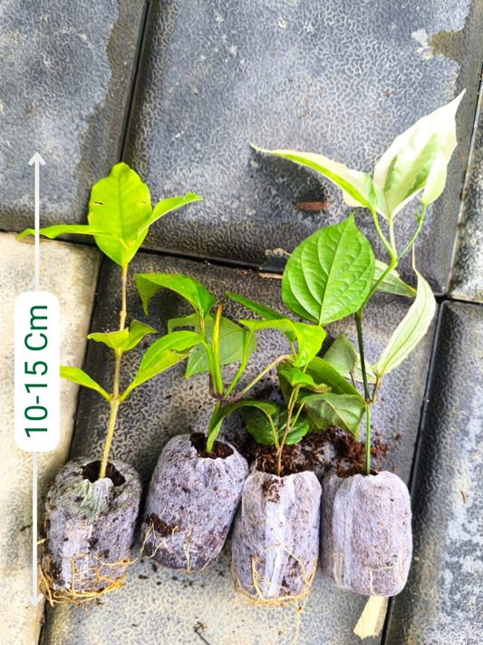 Flowering Plants Super Combo 475- Manimulla+Petrea White+Thunbergia Variegated+Thunbergia Normal (In Jiffy Bag)