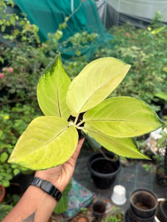 aglaonema yellow stem Aglaonema Yellow Majestic Plant With Pot – vridhigarden