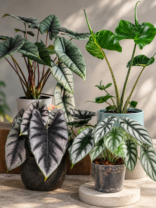 Alocasia Super Combo 999- Reversa, Platinum,Stingray ,Silver dragon (In Jiffy Bags)