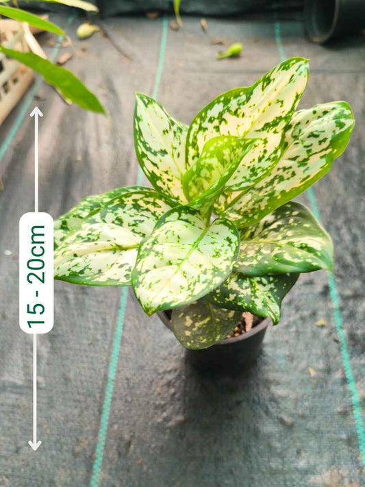 Aglaonema Anjamani White Medium Size Plant Without Pot