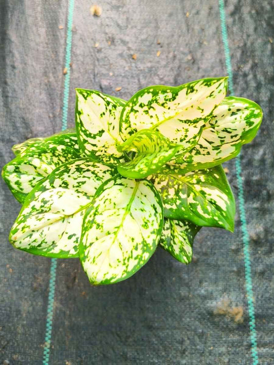 Aglaonema Anjamani White Medium Size Plant Without Pot