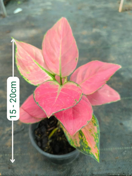 Aglaonema Auspicious Red Medium Size Plant Without Pot