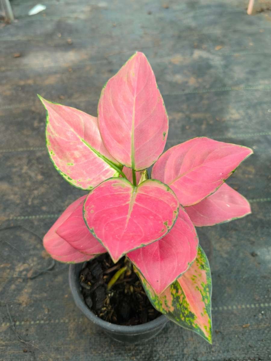 red aglaonema size Aglaonema Auspicious Red Medium Size Plant Without Pot – vridhigarden