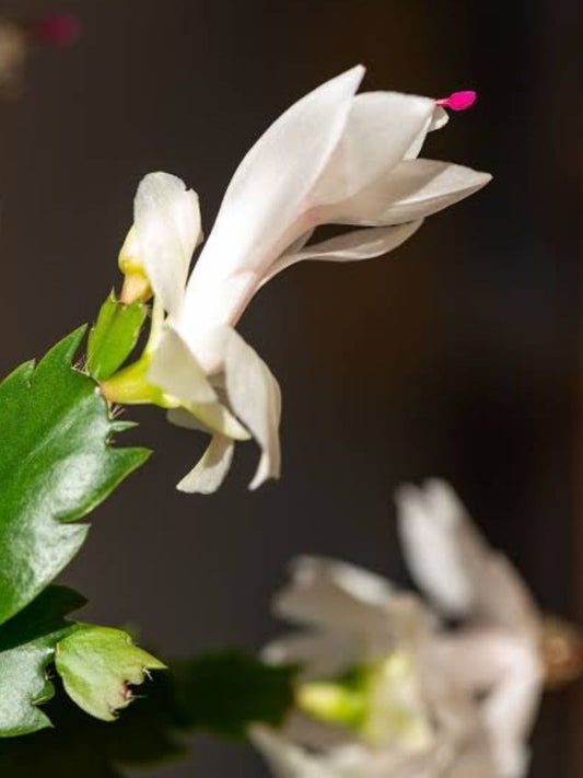 Christmas Cactus – White (Jiffy Rooted) Set of 2 Plants