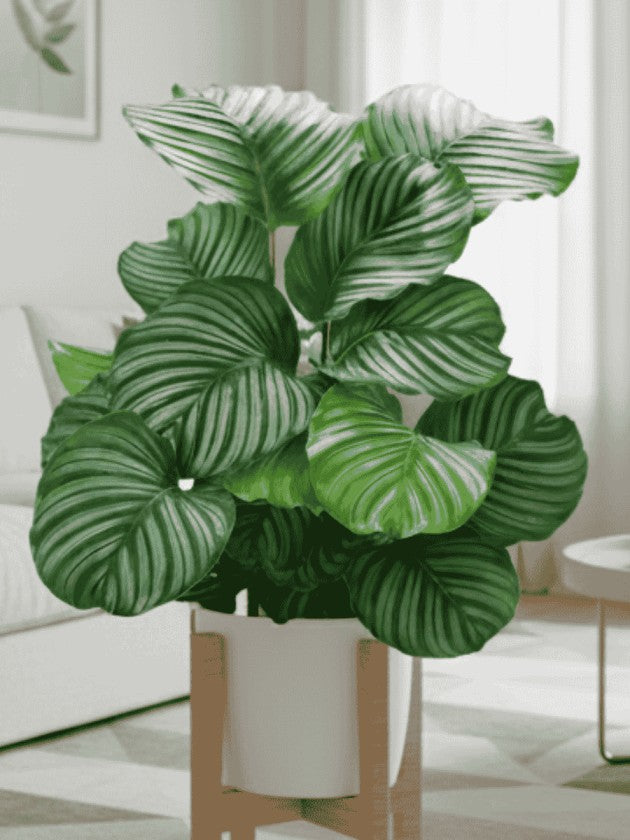 calathea orbifolia indoor plant Calathea Orbifolia (Well Rooted Plant Without Pot) – vridhigarden