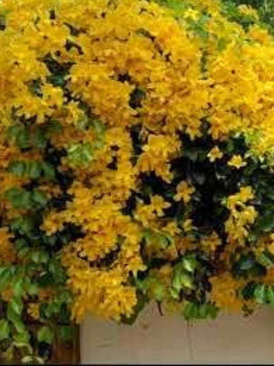 Cats Claw Set of 2 well rooted Plants in Jiffybags