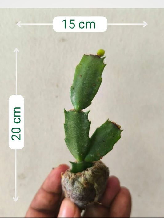 Christmas Cactus – White (Jiffy Rooted) Set of 2 Plants