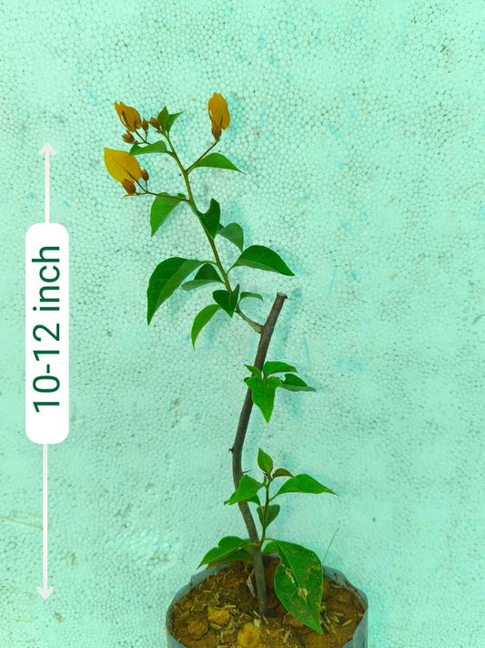 Bougainvillea Chilli Yellow Rooted Plant in Polybag