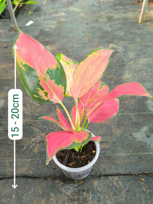Aglaonema China Red Medium Size Plant Without Pot