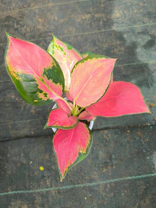 Aglaonema China Red Medium Size Plant Without Pot
