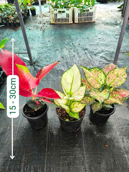 Aglaonema Combo 1199 Medium to large Tri Color, Thailand Red, Super White Without Pot