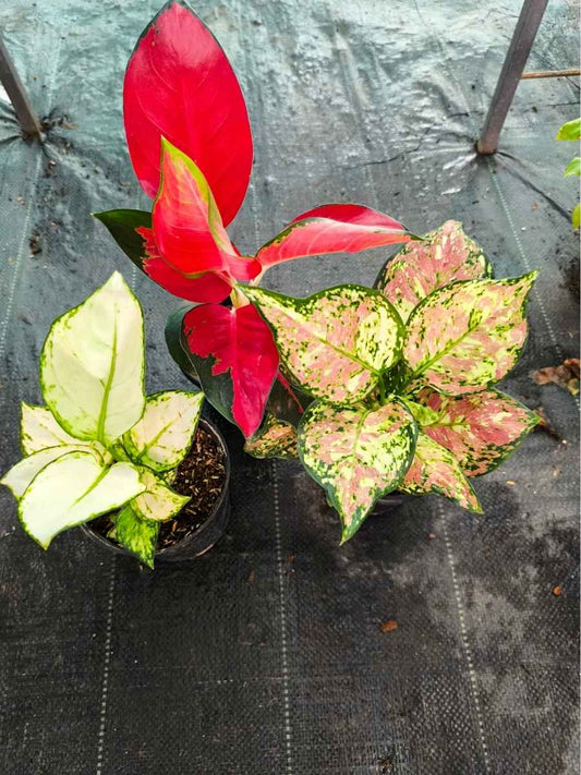 Aglaonema Combo 1199 Medium to large Tri Color, Thailand Red, Super White Without Pot