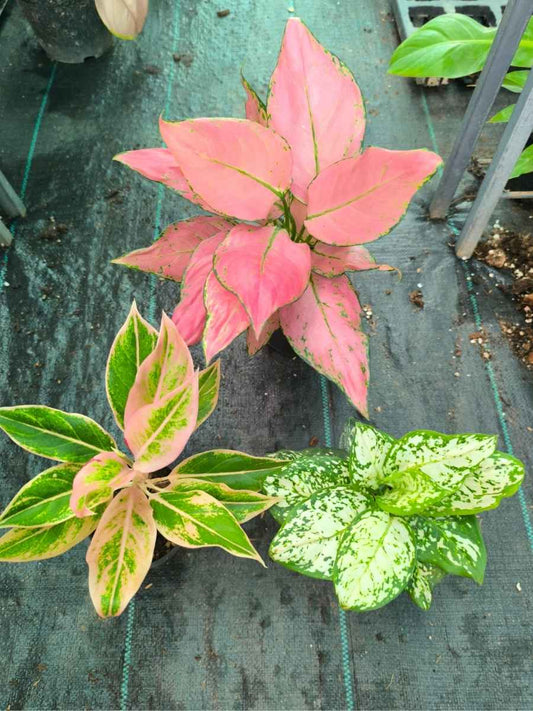 Aglaonema Combo 987 Medium Size Pink Sword, Pink Aurora, Anjamani White Without Pot