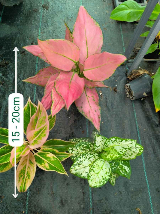 Aglaonema Combo 987 Medium Size Pink Sword, Pink Aurora, Anjamani White Without Pot