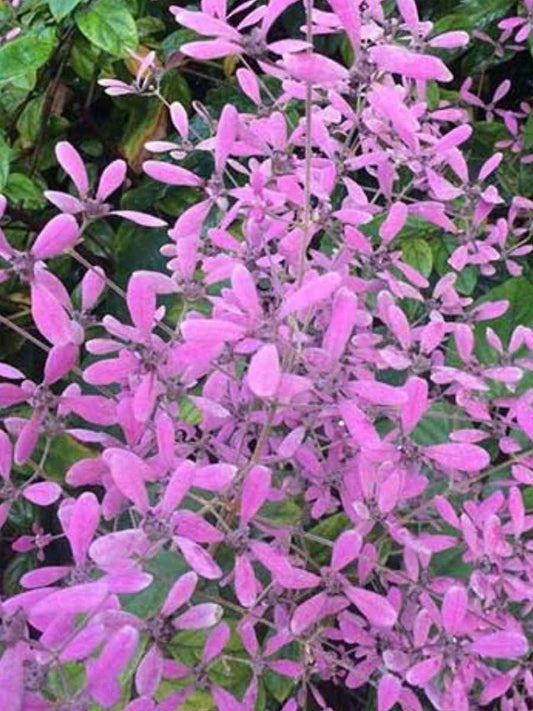 Flowering Combo 848 (3 Varieties of Flowering Plants in Poly Bags)