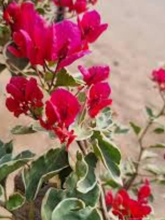 Bougainvillea Dr.Rao Rooted Plant in Polybag