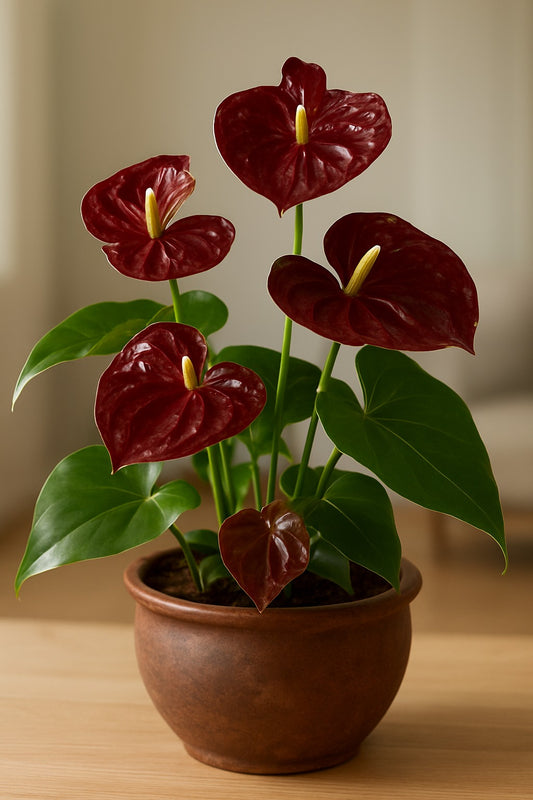 Brown Miniature Anthurium Multi Shooted Plant With Flower In Pot