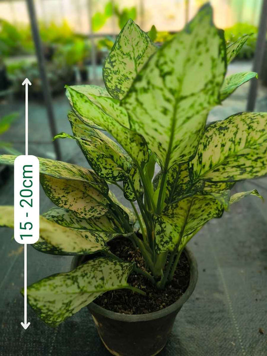 Aglaonema Eileen Pink Medium Size Plant With Multiple Shoots Without Pot