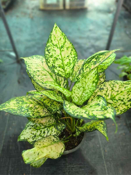 Aglaonema Eileen Pink Medium Size Plant With Multiple Shoots Without Pot