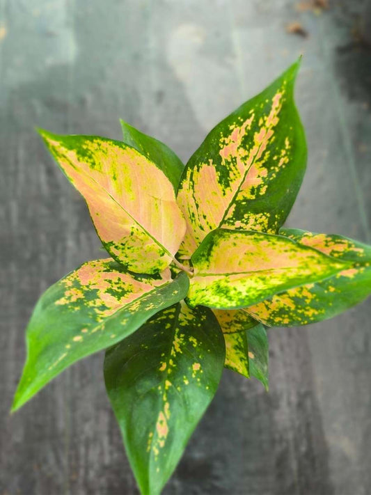 Aglaonema Favonian Bushy Plant With Multiple Shoots Without Pot