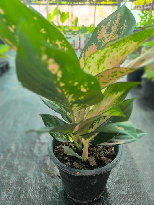 Aglaonema Favonian Bushy Plant With Multiple Shoots Without Pot
