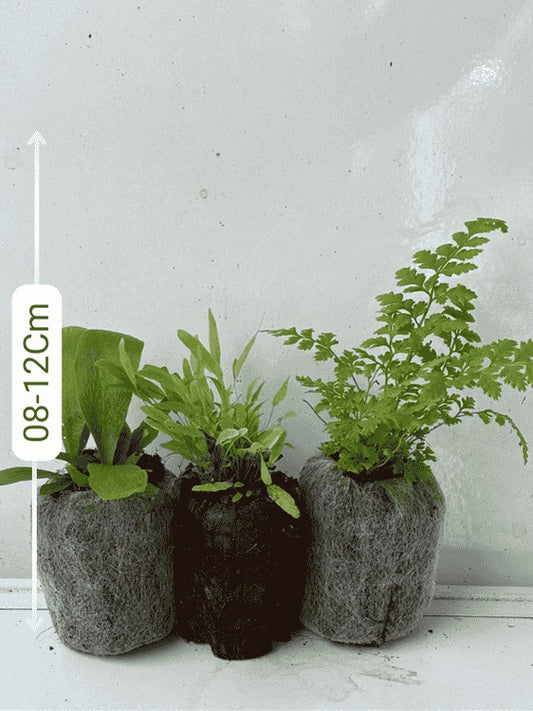 Rare Ferns Combo 475-Staghorn +Bluestar +Leather Leaf (In Jiffy Bags)