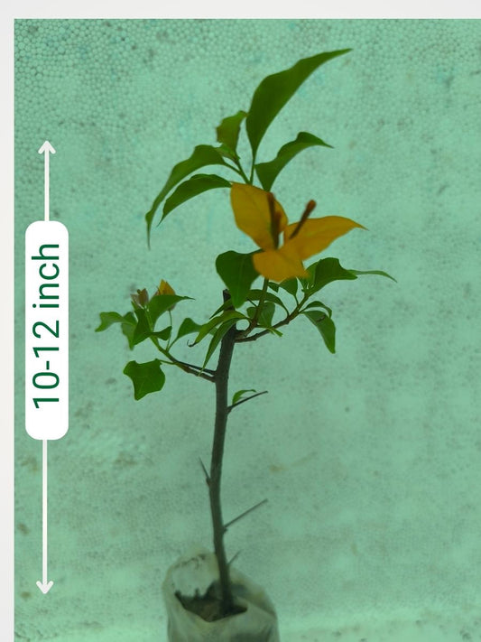 Bougainvillea Fire Opal Rooted Plant in Polybag