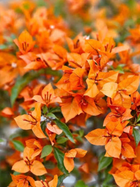 Bougainvillea Fire Opal Rooted Plant in Polybag