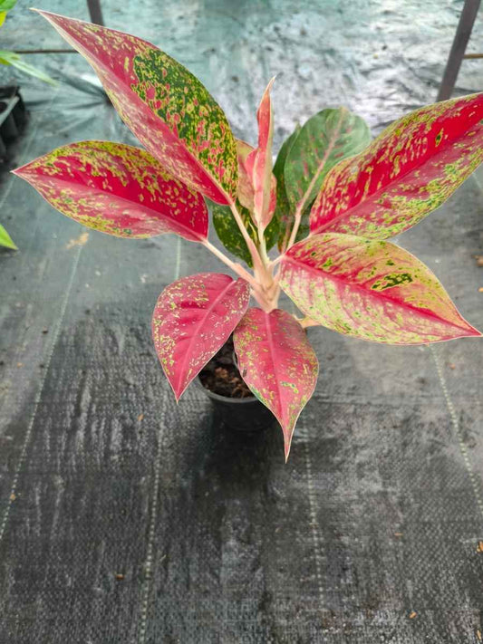 Aglaonema Fire Red Big Rooted Plant Without Pot