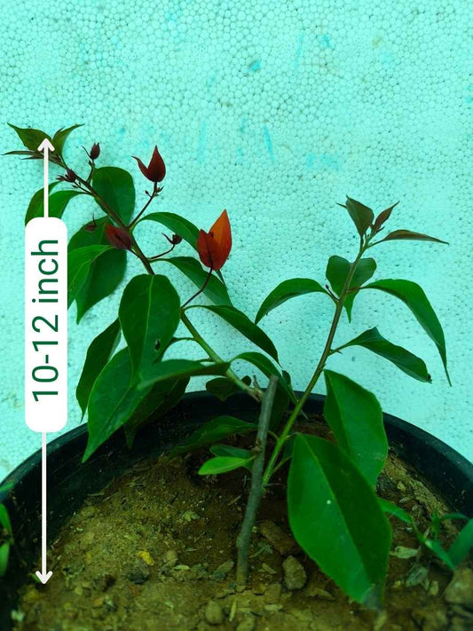 Bougainvillea Flame Red Rooted Plant in Polybag