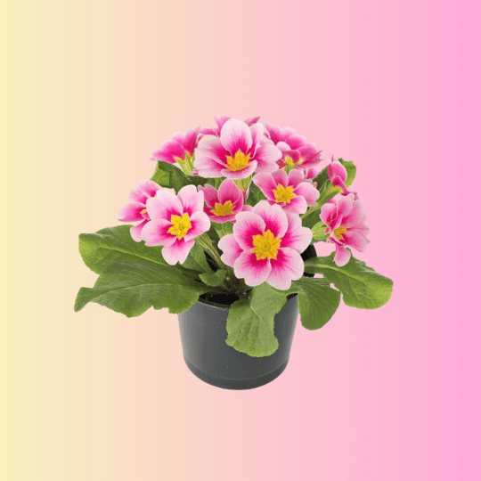Flowering Plants