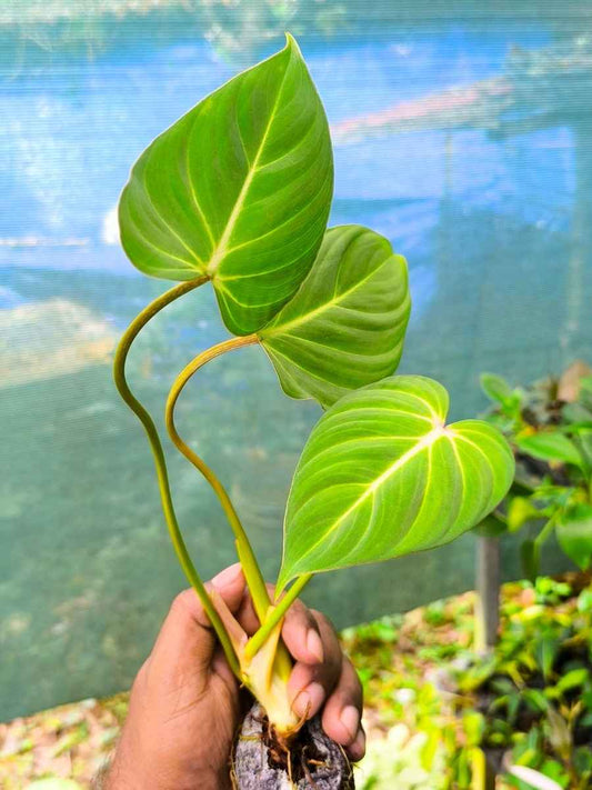Philodendron Gloriosum (Tissue Culture Plant in Jiffy Bag)