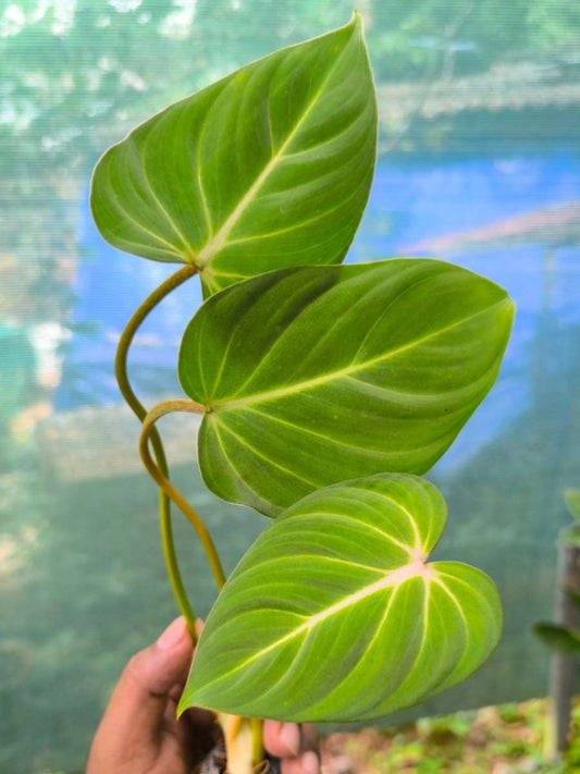 Philodendron Gloriosum (Tissue Culture Plant in Jiffy Bag)