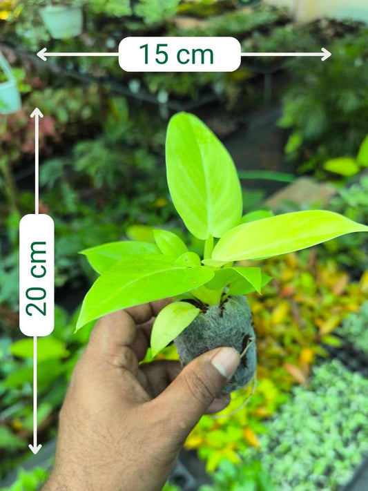 Philodendron Golden Melinonii (Tissue Culture Plant in Jiffy Bag)