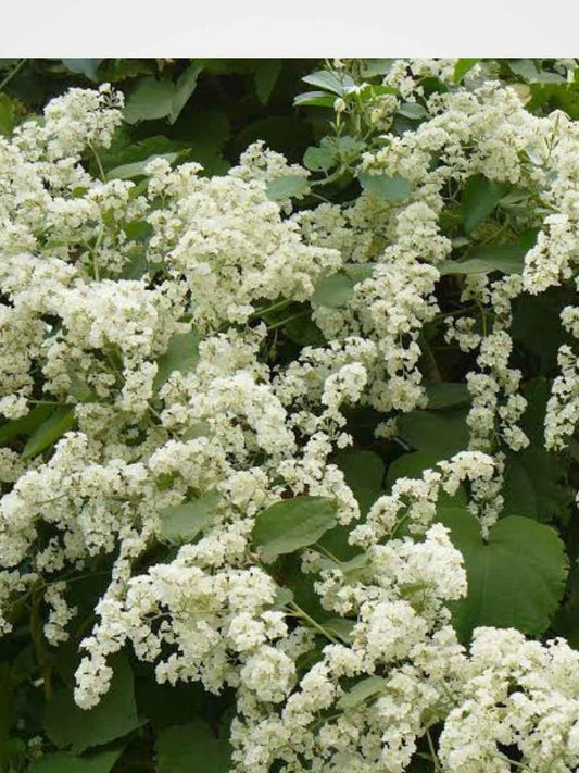 Christmas jasmine (Manimulla) Set of 2 well rooted Plants in Jiffybags