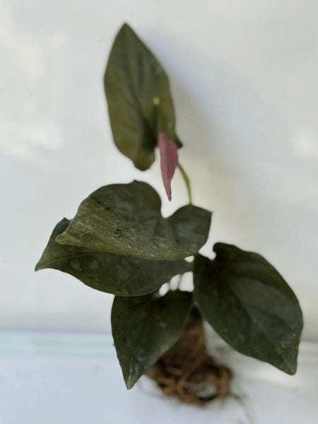 Money Plant Black (In Jiffy Bags)