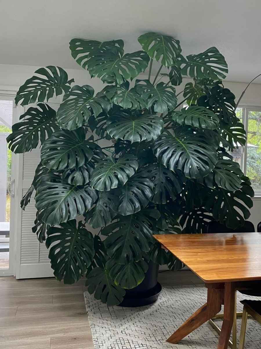 giant monstera Monstera Deliciosa (Tissue Culture Plant in Jiffy bag) – vridhigarden