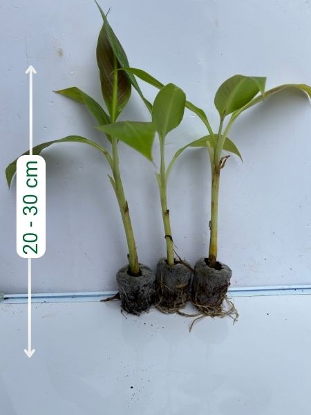 Ornamental Red Banana ( Musa Siam Ruby) Combo 777 for 3 Well hardened Tissue Culture Plants in Jiffy bags