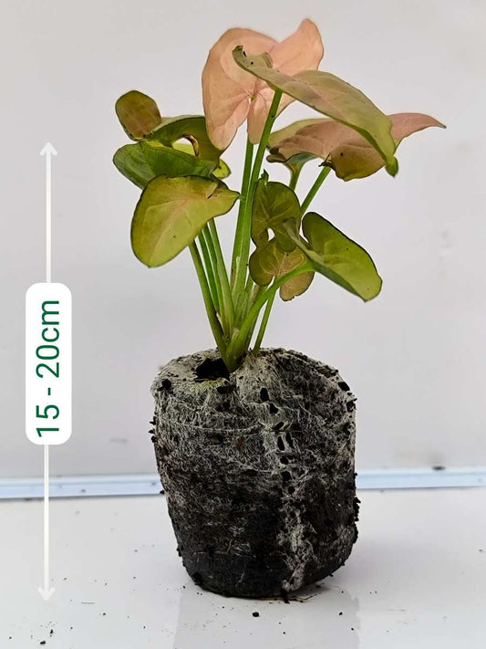 Syngonium Neon Pink (Tissue Culture Plant in Jiffy Bag)