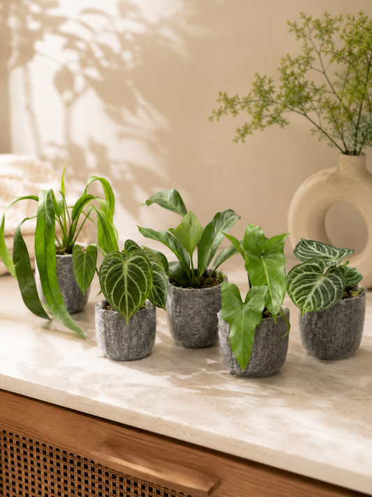 Foliage Anthurium Super Combo 999-Vittarifolium, King Of Spade Hybrid, Big Bill, Watermaliense, Dorayaki (In Jiffy Bags)